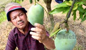 Mendapat gelaran 'harum manis' kerana baunya berdasarkan jabatan pertanian negeri perlis, pokok mangga harum manis memerlukan musim kemarau iaitu dari januari hingga mac untuk. Harum Manis Di Kelantan Pun Ok Metrotv