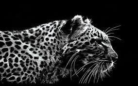 922 leopard hd wallpapers and background images. 40 Leopard Backgrounds Hd Download Free Wallpapers