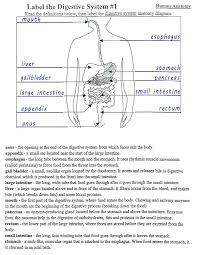 7 11 digestive system assignment sheet flashcards quizlet. 34 The Human Digestive System Worksheet Answers Worksheet Resource Plans