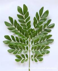 Image result for Samanea saman