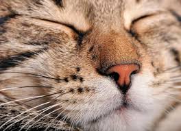 Flaking skin or significant fur loss, such as noticeable thinning or runny nose or greenish discharge from the nose. Nose Bleed In Cats Petmd