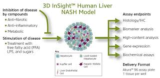 The liver is an organ only found in vertebrates which detoxifies various metabolites, synthesizes proteins and produces biochemicals necessary for digestion and growth. Human Liver Nash Model Insphero