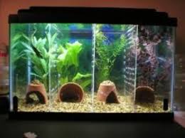 Fish tanks are surprisingly heavy (close to 10 lbs. How To Set Up A Betta Tank Nice Betta Thailand Co Ltd
