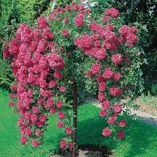 Dwarf weeping trees are popular as are weeping roses trees (bushes). Standard Roses Town Country Balwyn