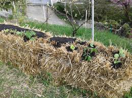 Vente de foin 27vente de foin de prairie naturelle, bonne qualité vente petite botte de paille fraiche 20prix. La Culture Sur Botte De Paille Le Milieu Ideal Pour Vos Fruits Et Legumes Le Potager Extraordinaire