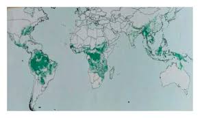 Image result for Oreobambos buchwaldii