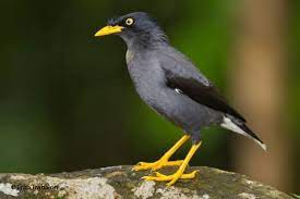 Kicau jalak kebo gacor permissiom from apk file: Download Mp3 Kicau Burung Jalak Kebo Gacor Suara Burung Kicau Jalak Burung Suara