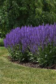 Image result for Salvia