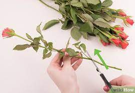Warnings and precautions talk to your doctor or pharmacist before taking paracetamol tablets if you have the expiry date refers to the last day of that month. 4 Ways To Make Fresh Flowers Last Longer Wikihow