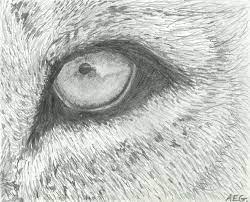 Here you will be drawing out all the guidelines and circle shapes of scar. Image Result For Lion Eye Sketch Lion Eyes Eye Sketch Pencil Art Drawings