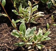 Image result for Talinum fruticosum