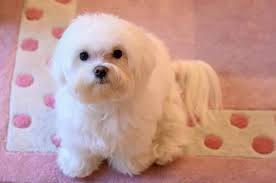 Easy, convenient, no hassle shipping across the united states. Maltaangel Maltese