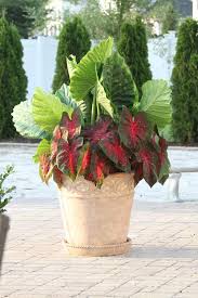 These vigorous plants can grow up to 8 feet tall in one growing season in ideal conditions and produce tubers that holding the elephant ears plant upright with one hand, scoop the dug soil into the hole with the other hand until you fill the hole. All About Elephant Ears
