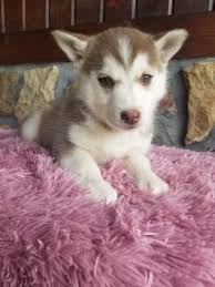 3 females and 5 males available. German Shepherd Husky Mix For Sale Wisconsin