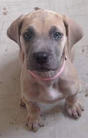 Located in central florida we have been breeding beautiful european great danes for over 38 years now!! Great Dane Puppies Colorado For Sale