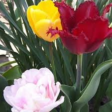 Epingle Par Odile Rousseau Sur Tulipes Fleur Jardin Jardins Fleurs