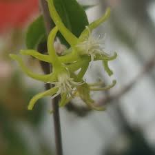 Image result for Apocynaceae subfamilies Asclepiadoideae and Secamonoideae