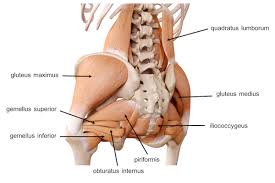 The spinal erectors are thought of as the lower back muscles. Pelvis Hip Anatomy