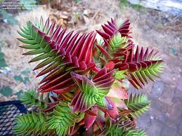 Full Size Picture Of Crassula Giant Form Crassula Capitella Subsp Thyrsiflora Suculent Plants Succulent Gardening Cacti And Succulents
