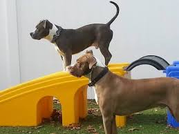 We recommend you contact local shelters or local community groups to also see what other/new initiatives are being offered. All American Pet Resorts Of North Brunswick 330 Thalia St North Brunswick Nj Pet Supplies Mapquest