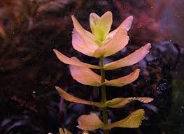 Image result for Bacopa hamiltoniana