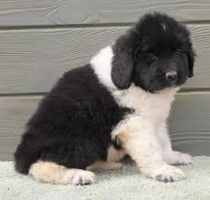 At berry hill newfoundlands, our puppies are raised under foot, socialized with other animals and. Landseer Puppies Ohio