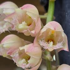 Image result for Orthochilus milnei