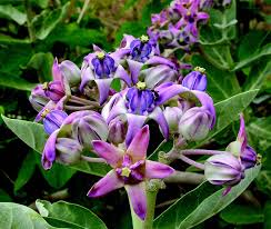 Image result for Calotropis gigantea