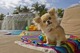 As a pomchi is a mix of both pomeranian and chihuahua, it can be easy to albeit a portion of the puppies may have thicker hair from their pomeranian genealogy, it doesn't imply that. 99 Pomeranian Chihuahua Mix Puppies L2sanpiero