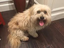 Adorable Portuguese Water Dog at Finnigan's Market in Hudson, Quebec