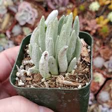 Image result for Senecio sp.no.1