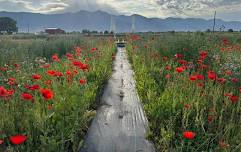Pastries in the Poppies