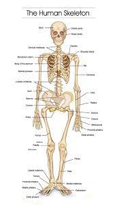 Macroscopic anatomy, or gross anatomy, is the examination of an animal's body parts using unaided eyesight. Skeleton Figure 2 Human Skeleton Human Bones Anatomy Human Body Bones Skeleton Anatomy