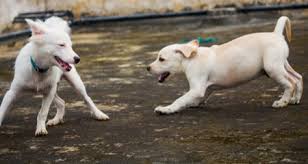 Every day during the socialization there was a 10 minute test of how much time the puppy would spend near the experimenter. Puppy Socialization What You Need To Know Petcoach