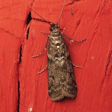 Image result for Pyla fusca