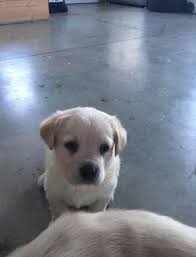 Maybe you would like to learn more about one of these? Fox Red Lab Great Pyrenees Puppies For Sale In Rock Hill South Carolina Classified Americanlisted Com
