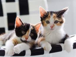 How To Tell The Gender Of Your Kitten Petmd