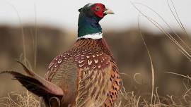 Opening Day Upland Game Hunting