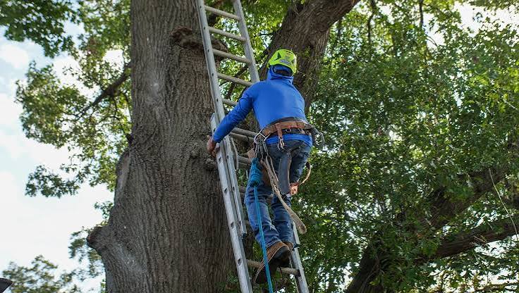 Tree Emergency Due to Storm - Tree Care Trimming Removal Service Dallas Texas Tree Surgeons