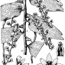 Image result for Diaphananthe bidens