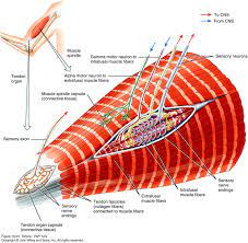 Muscle Spindle 3 4mm Extrafusal Intrafusal Muscle Fibers Alpha And Gamma Motor Neurons Sensory Axons A Motor Neuron Human Heart Anatomy Medical Knowledge