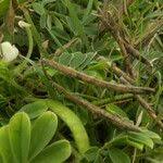 Image result for Tephrosia pumila