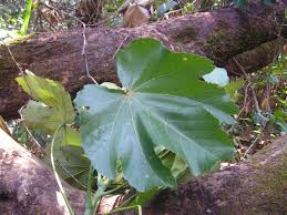 Image result for Macaranga schweinfurthii