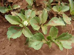 Image result for Acanthospermum australe