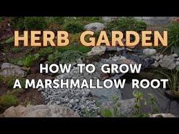 It's best to divide marshmallow when the plant is dormant, such as in the fall after that plant has died down. How To Grow A Marshmallow Root Youtube