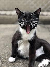 I Love This Pic Of My Cat By Heydre1 What You Think About