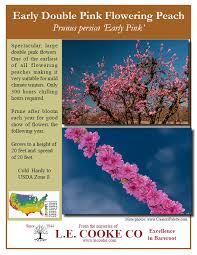 If purchasing between the months of june to october. Flowering Peach Trees