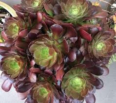 Check spelling or type a new query. 13 Hardy Hard To Kill Succulents Succulent Plant Care