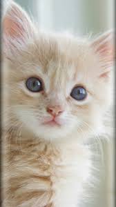 Gambar spiderman terbaru, kumpulan wallpapers hewan kucing lucu terbaru. 85 Gambar Kucing Wallpaper Kekinian Gambar Pixabay