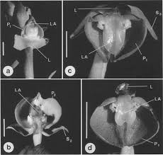 Image result for Corycium dracomontanum